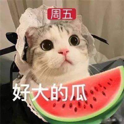 娱乐吃瓜君网红虐猫,娱乐吃瓜君引发社会关注与谴责